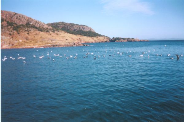 485: Outside Red Island harbour. "The gulls waiting for a fishing boat". (circa 2000) [courtesy of Madonna (Bishop) Mulrooney]